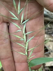 Elymus hystrix hystrix