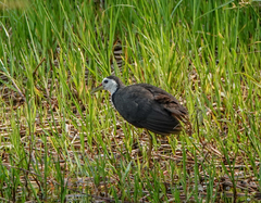 Amaurornis phoenicurus