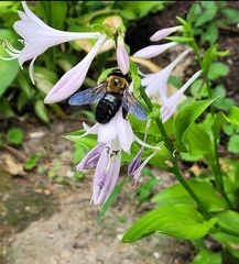 Xylocopa virginica