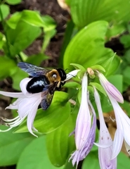 Xylocopa virginica