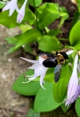 Xylocopa virginica
