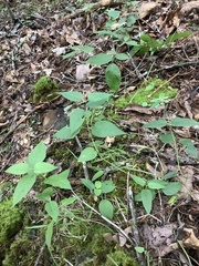 Monarda bradburiana