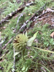 Monarda bradburiana