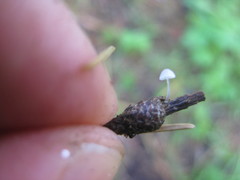 Mycena