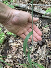 Elymus hystrix hystrix