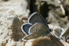Polyommatus eros