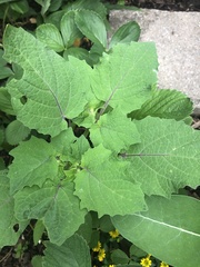Physalis grisea