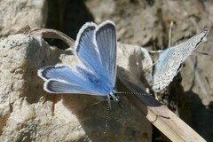 Polyommatus eros