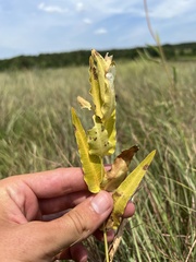 Asclepias meadii