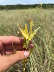 Asclepias meadii
