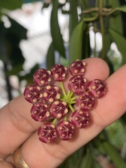 Hoya wayetii
