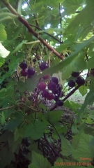 Ribes nigrum