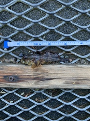 Hemilepidotus hemilepidotus