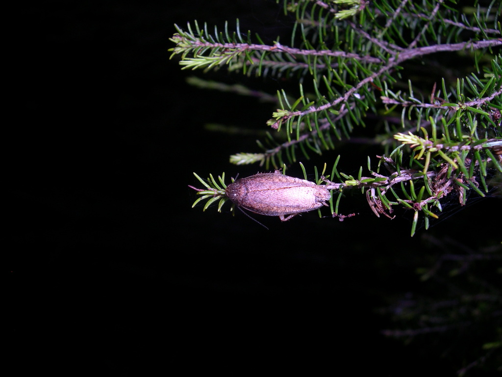 Rhabdoblatta parva