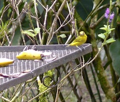 Euphonia laniirostris