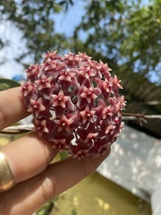 Hoya pubicalyx