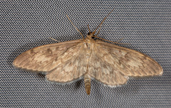Anania lancealis