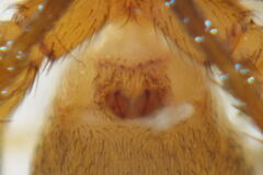 Thanatus sabulosus