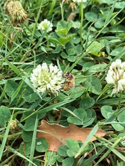 Apis mellifera