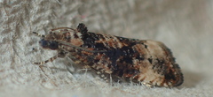 Endothenia oblongana