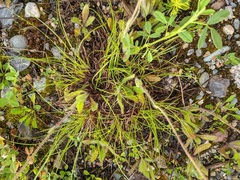 Carex tonsa rugosperma