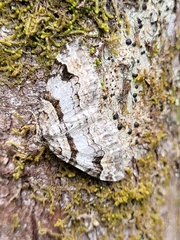 Xanthorhoe abrasaria