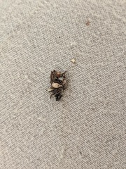 Carex tonsa rugosperma