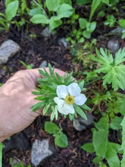 Anemonastrum zephyrum