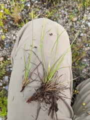 Carex tonsa rugosperma