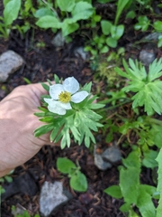 Anemonastrum zephyrum