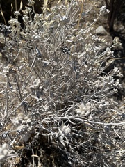 Tetradymia comosa
