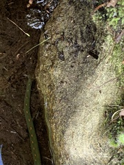 Macrobdella