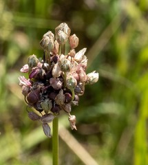 Allium oleraceum