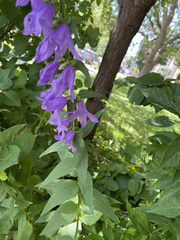 Campanula rapunculoides