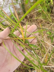 Scleria secans
