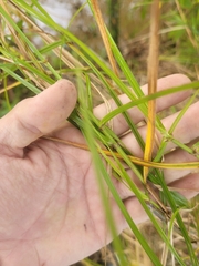 Scleria secans