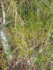 Scleria secans