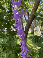 Campanula rapunculoides