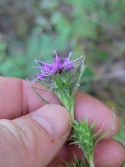 Liatris squarrosa