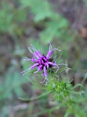 Liatris squarrosa