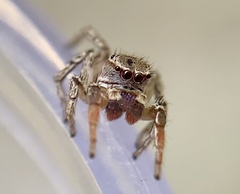 Habronattus texanus