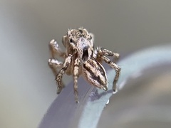 Habronattus texanus