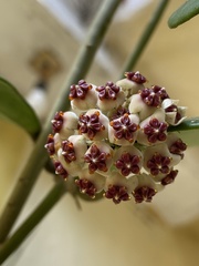 Hoya kerrii