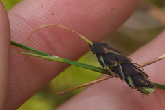 Carex pluriflora
