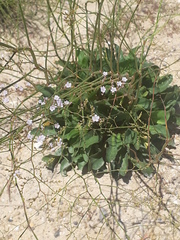 Limonium cossonianum