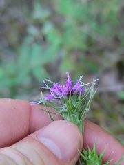 Liatris squarrosa