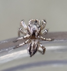 Habronattus texanus