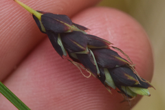 Carex pluriflora