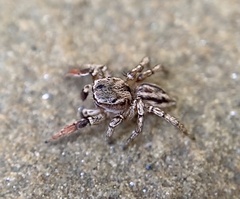 Habronattus texanus