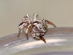Habronattus texanus
